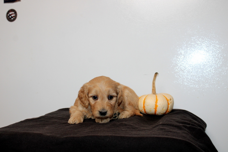 puppy, for, sale, Mini Golden Doodle F2, Matthew B. Stoltzfus, dog, breeder, Gap, PA, dog-breeder, puppy-for-sale, forsale, nearby, find, puppyfind, locator, puppylocator, aca